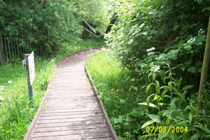 walking track through jungly undergrowth to lake