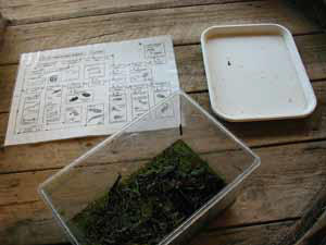 Pond dipping and classification chart