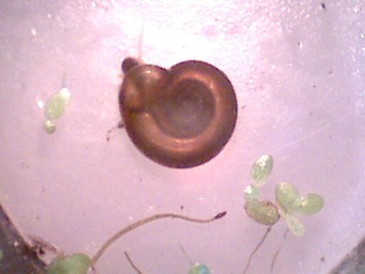 Ramshorn Snail